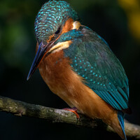 Buy canvas prints of Kingfisher Female Portrait by GadgetGaz Photo