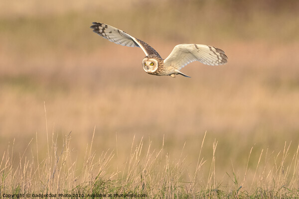 Short eared owl flying in the countryside Picture Board by GadgetGaz Photo