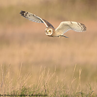 Buy canvas prints of Short eared owl flying in the countryside by GadgetGaz Photo