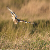Buy canvas prints of Short eared owl hunting by GadgetGaz Photo