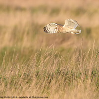 Buy canvas prints of Short eared owl flying through the fields by GadgetGaz Photo