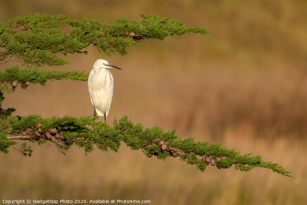 Little Egret at sunset Picture Board by GadgetGaz Photo