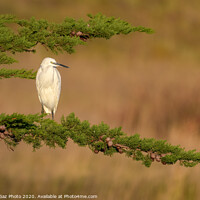 Buy canvas prints of Little Egret at sunset by GadgetGaz Photo