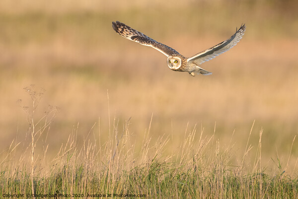 Short eared owl Picture Board by GadgetGaz Photo