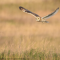 Buy canvas prints of Short eared owl by GadgetGaz Photo