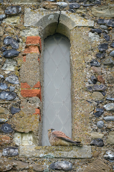Kestrel on the Reculver Towers Window Picture Board by GadgetGaz Photo