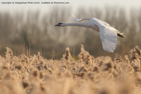 Mute Swan flying over the reeds Picture Board by GadgetGaz Photo