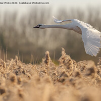 Buy canvas prints of Mute Swan flying over the reeds by GadgetGaz Photo