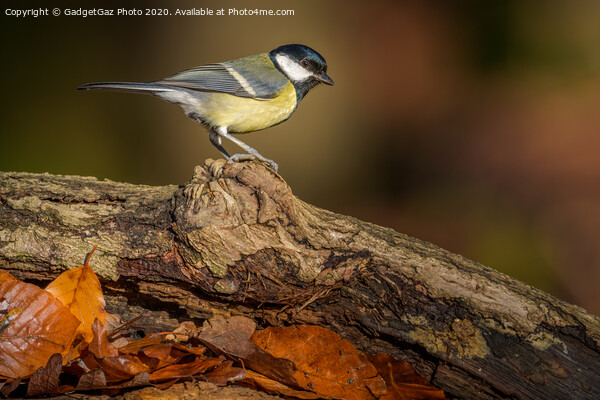 Great tit in the sunlit Autumn woods. Picture Board by GadgetGaz Photo