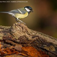 Buy canvas prints of Great tit in the sunlit Autumn woods. by GadgetGaz Photo