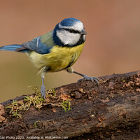 Buy canvas prints of Blue tit in the woods by GadgetGaz Photo