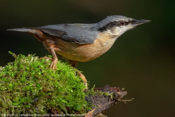 Nuthatch portrait Picture Board by GadgetGaz Photo