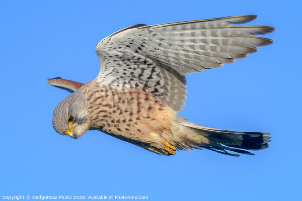 Male Kestrel hovering Picture Board by GadgetGaz Photo