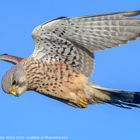 Buy canvas prints of Male Kestrel hovering by GadgetGaz Photo