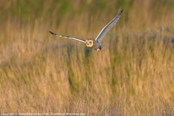 Short eared owl hunting in the countryside Picture Board by GadgetGaz Photo