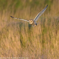 Buy canvas prints of Short eared owl hunting in the countryside by GadgetGaz Photo