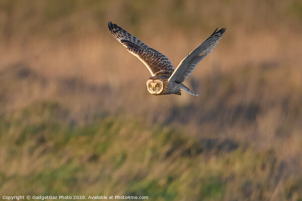 Short eared owl [asio flammeus] Picture Board by GadgetGaz Photo