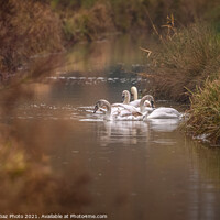 Buy canvas prints of Swan family along the riverside by GadgetGaz Photo