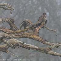 Buy canvas prints of A Buzzard in a dead tree by GadgetGaz Photo