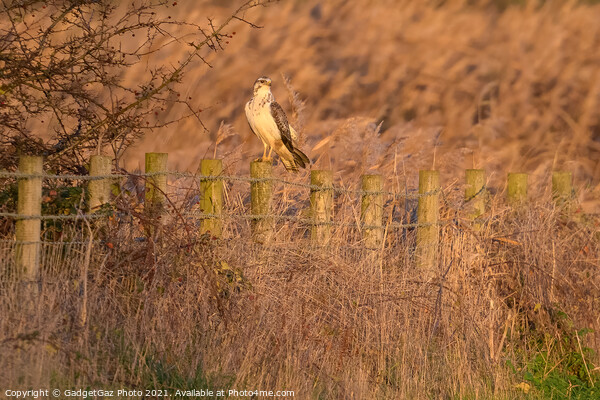 A Buzzard during sunset. Picture Board by GadgetGaz Photo