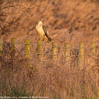 Buy canvas prints of A Buzzard during sunset. by GadgetGaz Photo