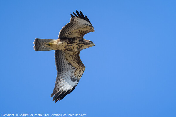 Buzzard in the blue sky Picture Board by GadgetGaz Photo