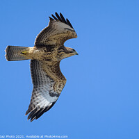 Buy canvas prints of Buzzard in the blue sky by GadgetGaz Photo