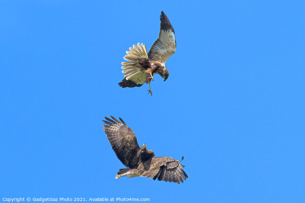 Buzzard and Marsh Harrier fighting Picture Board by GadgetGaz Photo