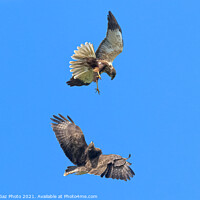 Buy canvas prints of Buzzard and Marsh Harrier fighting by GadgetGaz Photo