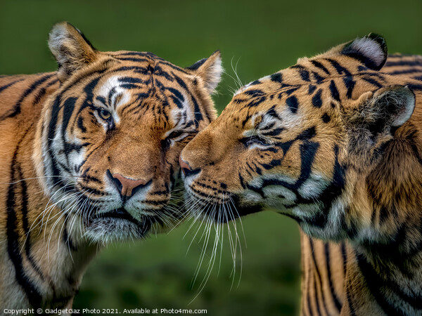 Two Tigers Kissing Picture Board by GadgetGaz Photo