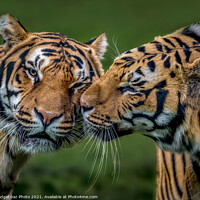 Buy canvas prints of Two Tigers Kissing by GadgetGaz Photo