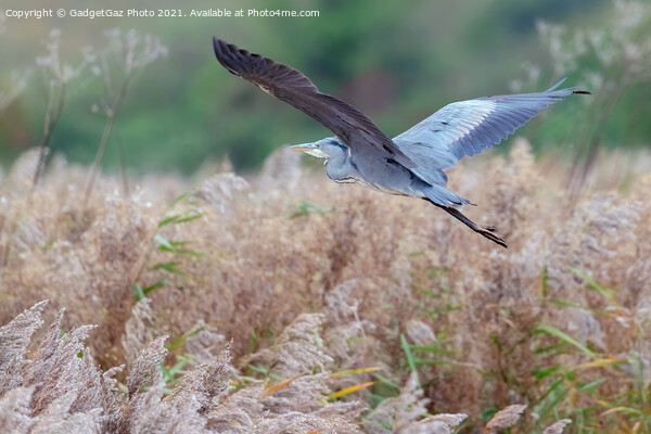 Heron flying in an Autumnal Kent Countryside Picture Board by GadgetGaz Photo