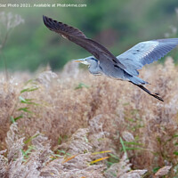 Buy canvas prints of Heron flying in an Autumnal Kent Countryside by GadgetGaz Photo