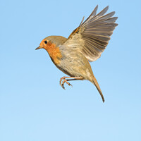 Buy canvas prints of A Robin Redbreast in flight by GadgetGaz Photo