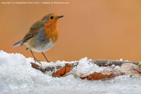 A Robin Redbreast on the snow Picture Board by GadgetGaz Photo