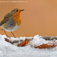 Buy canvas prints of A Robin Redbreast on the snow by GadgetGaz Photo