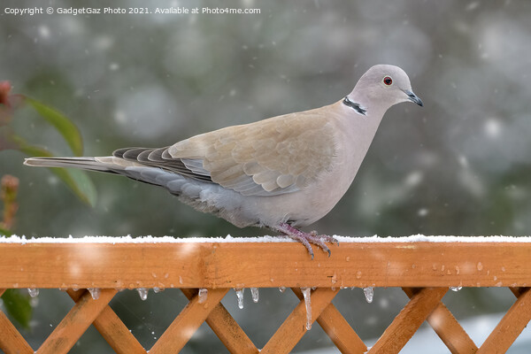 Collared Dove in the snow Picture Board by GadgetGaz Photo