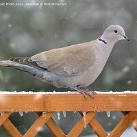Buy canvas prints of Collared Dove in the snow by GadgetGaz Photo