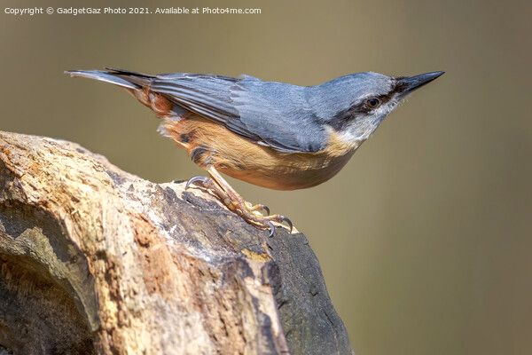 Nuthatch portrait  Picture Board by GadgetGaz Photo