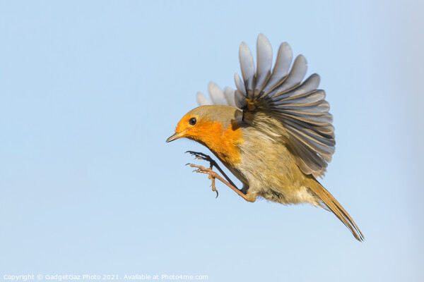 A Robin Redbreast hovering in the air Picture Board by GadgetGaz Photo