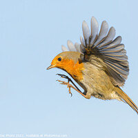 Buy canvas prints of A Robin Redbreast hovering in the air by GadgetGaz Photo