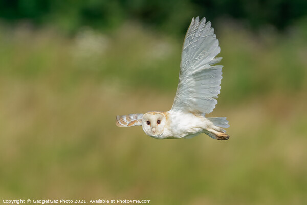 Barn Owl looks as it is flying during hunting Picture Board by GadgetGaz Photo