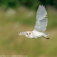 Buy canvas prints of Barn Owl looks as it is flying during hunting by GadgetGaz Photo