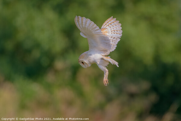 Barn Owl in the Wild hunting Picture Board by GadgetGaz Photo