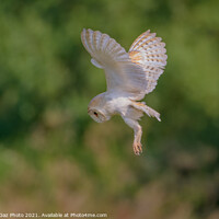 Buy canvas prints of Barn Owl in the Wild hunting by GadgetGaz Photo
