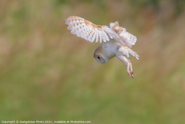Barn Owl hovers as it is hunting in the wild Picture Board by GadgetGaz Photo