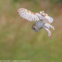 Buy canvas prints of Barn Owl hovers as it is hunting in the wild by GadgetGaz Photo