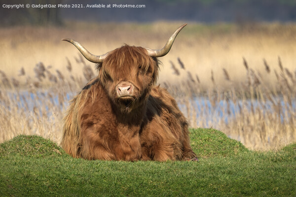 Highland Cattle Picture Board by GadgetGaz Photo