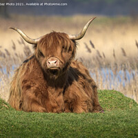 Buy canvas prints of Highland Cattle by GadgetGaz Photo