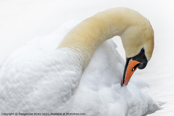 Swan preening Picture Board by GadgetGaz Photo
